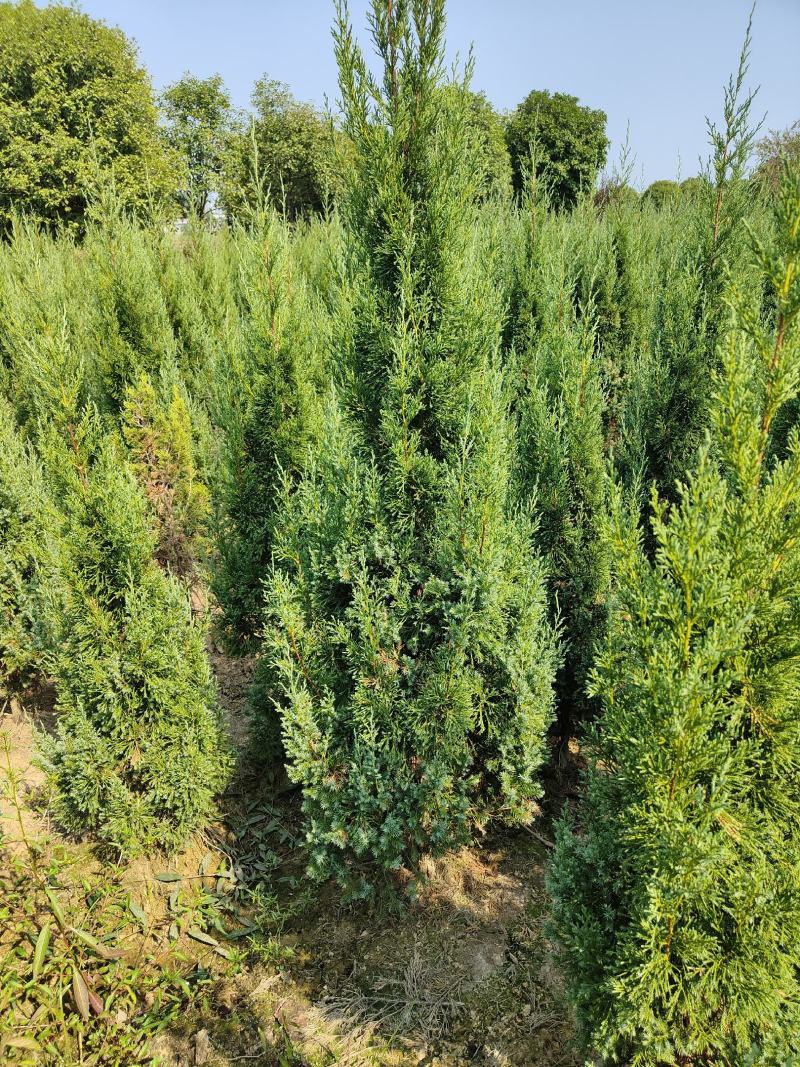 供应1.5-2米的塔柏，基地直供，欢迎有需要的朋友联系我