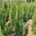 供应1.5-2米的塔柏，基地直供，欢迎有需要的朋友联系我