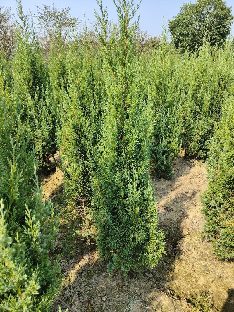 供应1.5-2米的塔柏，基地直供，欢迎有需要的朋友联系我