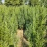 供应1.5-2米的塔柏，基地直供，欢迎有需要的朋友联系我