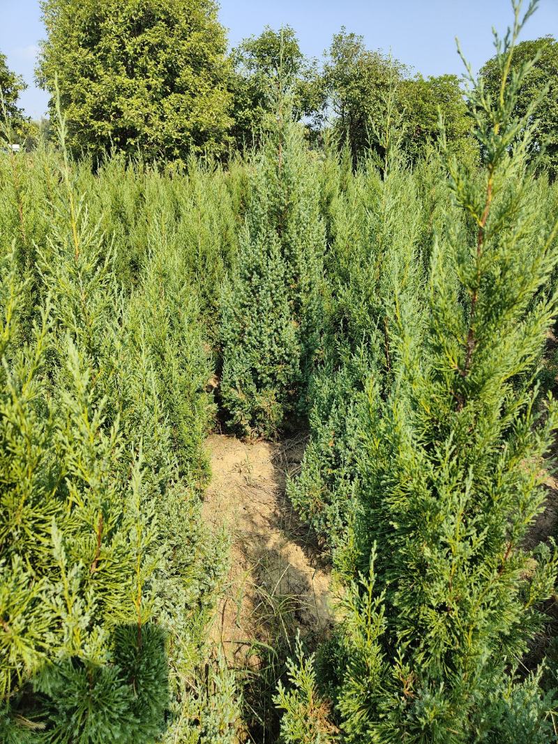 供应1.5-2米的塔柏，基地直供，欢迎有需要的朋友联系我