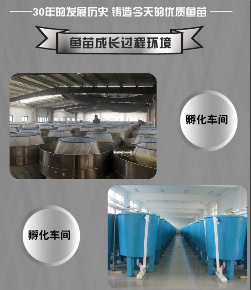 泥鳅苗台湾泥鳅苗本地泥鳅苗技术跟进全国发货