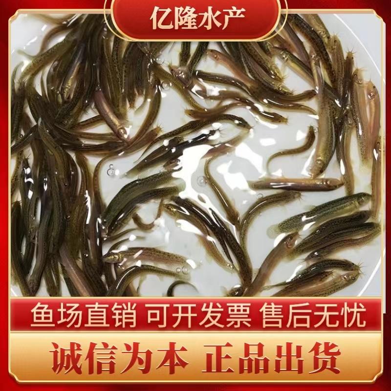 泥鳅苗台湾泥鳅苗本地泥鳅苗技术跟进全国发货