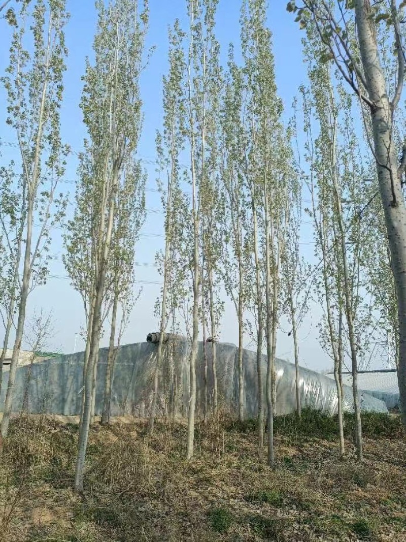 毛白杨落叶乔木占地杨树对接绿化工程单价优质美