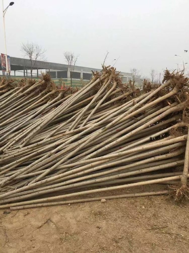 毛白杨落叶乔木占地杨树对接绿化工程单价优质美