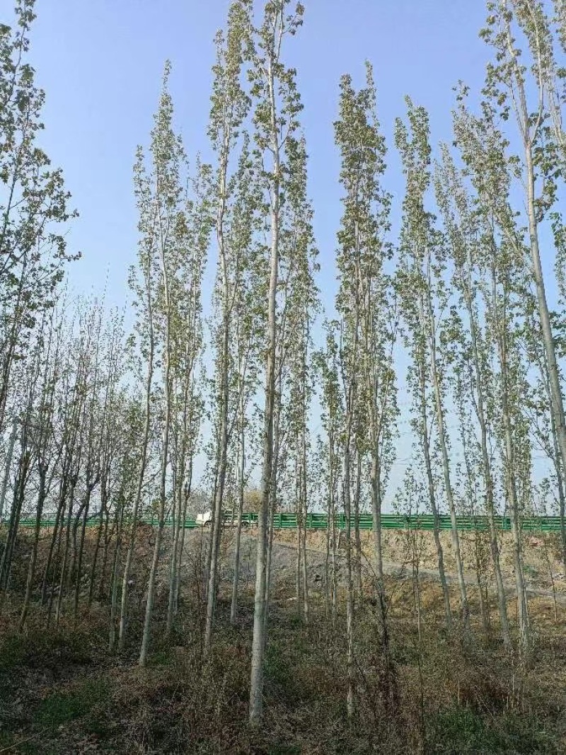 毛白杨落叶乔木占地杨树对接绿化工程单价优质美