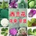 西兰花苗紫甘蓝青花苗，量大从优，支持全国发货
