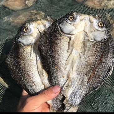 阳干鲫鱼
