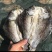 阳干鲫鱼