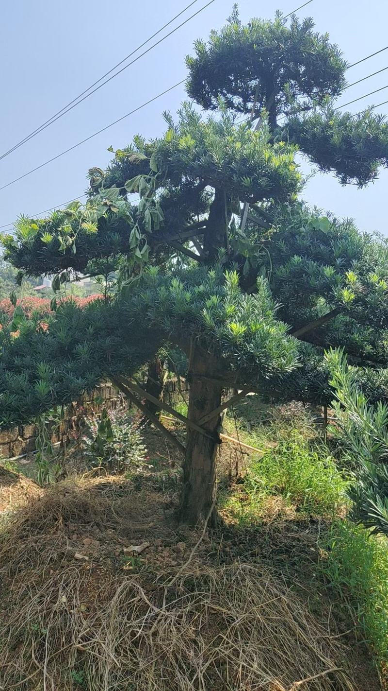 供应12-25公分造型罗汉松，各种品质都有，欢迎有需要的
