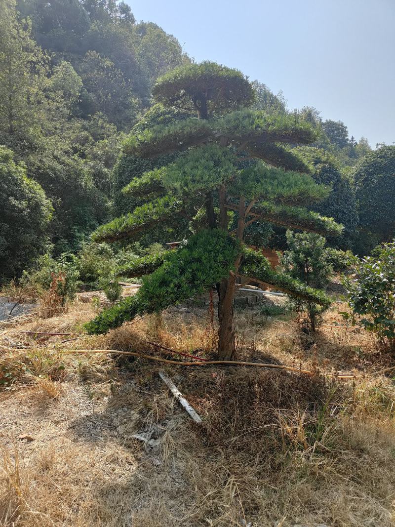 供应12-25公分造型罗汉松，各种品质都有，欢迎有需要的
