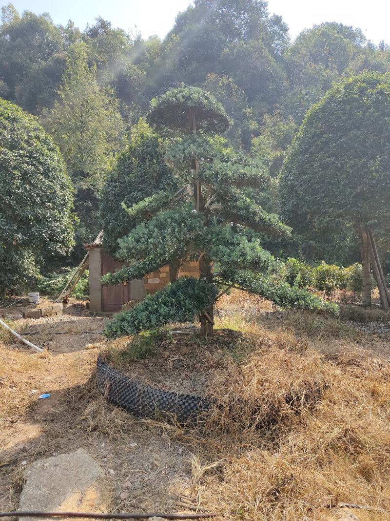 供应12-25公分造型罗汉松，各种品质都有，欢迎有需要的