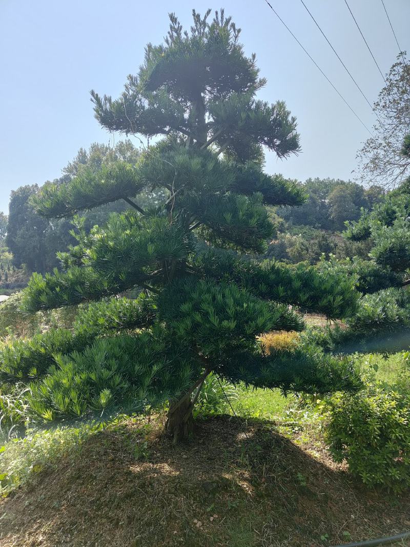 供应12-25公分造型罗汉松，各种品质都有，欢迎有需要的