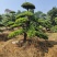 供应12-25公分造型罗汉松，各种品质都有，欢迎有需要的