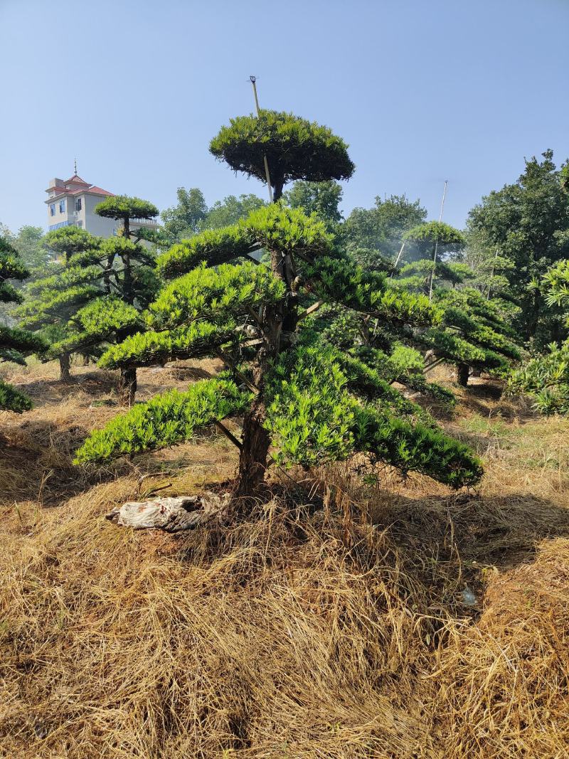 供应12-25公分造型罗汉松，各种品质都有，欢迎有需要的