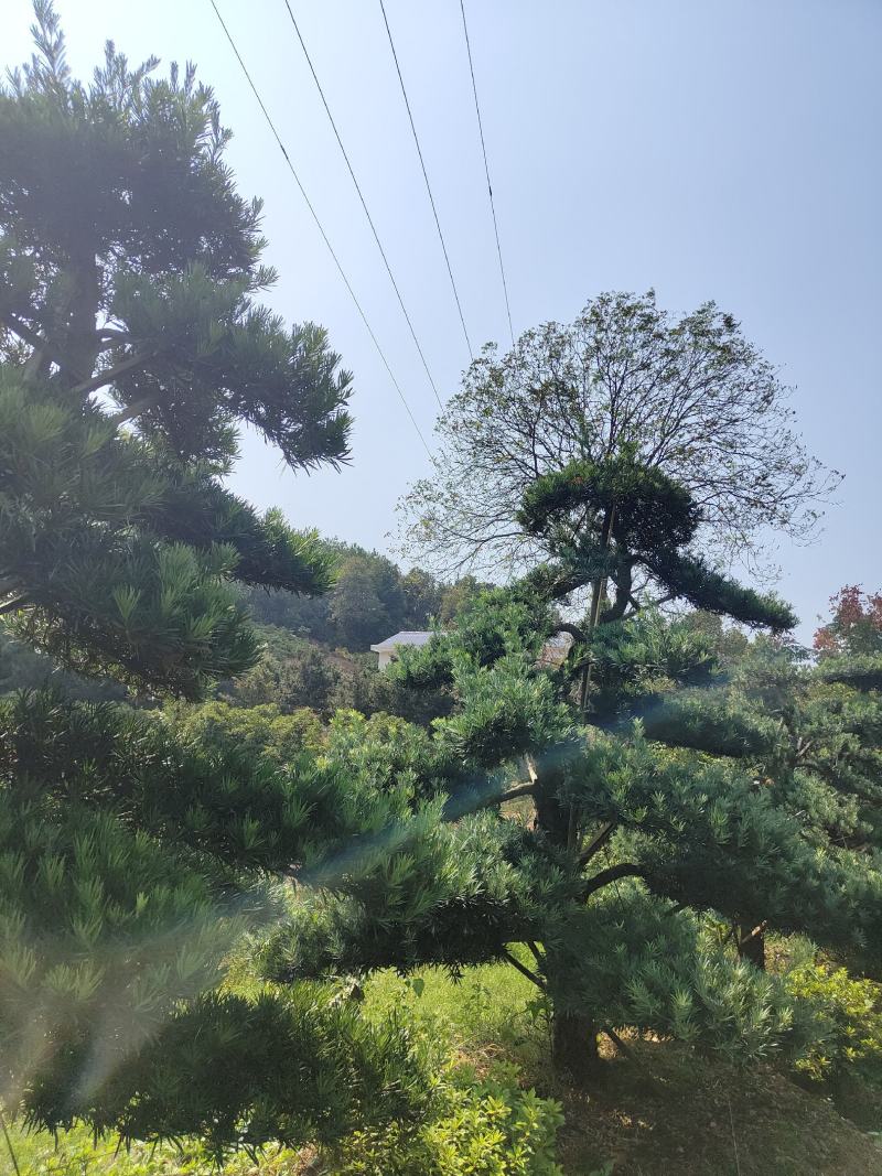 供应12-25公分造型罗汉松，各种品质都有，欢迎有需要的