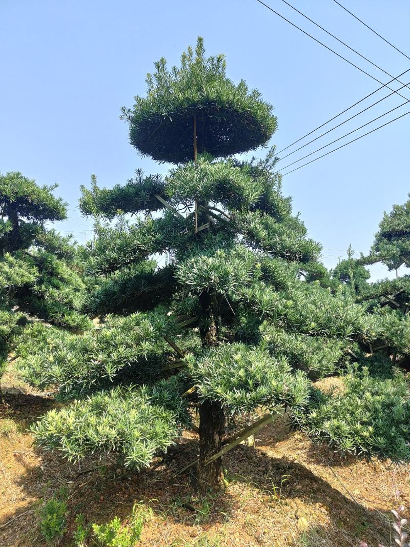 供应12-25公分造型罗汉松，各种品质都有，欢迎有需要的