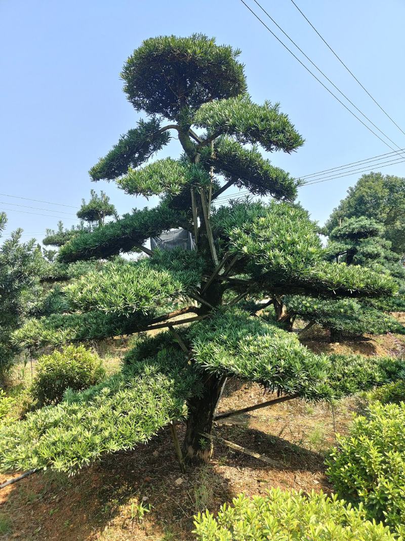 供应12-25公分造型罗汉松，各种品质都有，欢迎有需要的