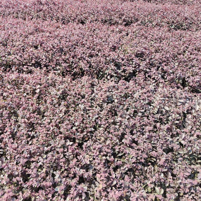 供应红花檵木小苗，高度25-30左右，量大可以优惠