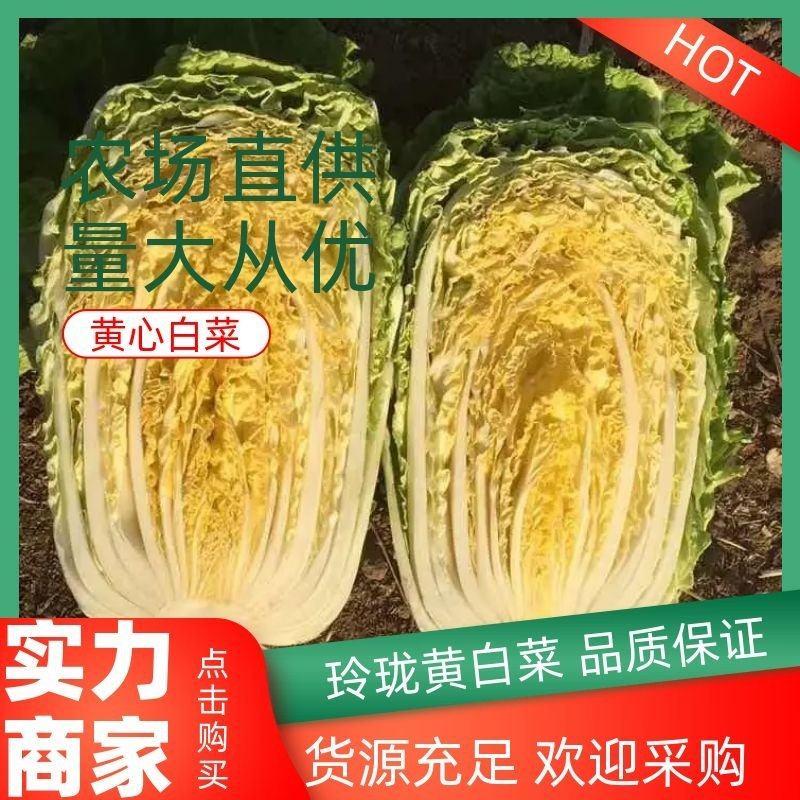 【精选】锦州黄心大白菜农家自种现摘现发量大从优来电优惠