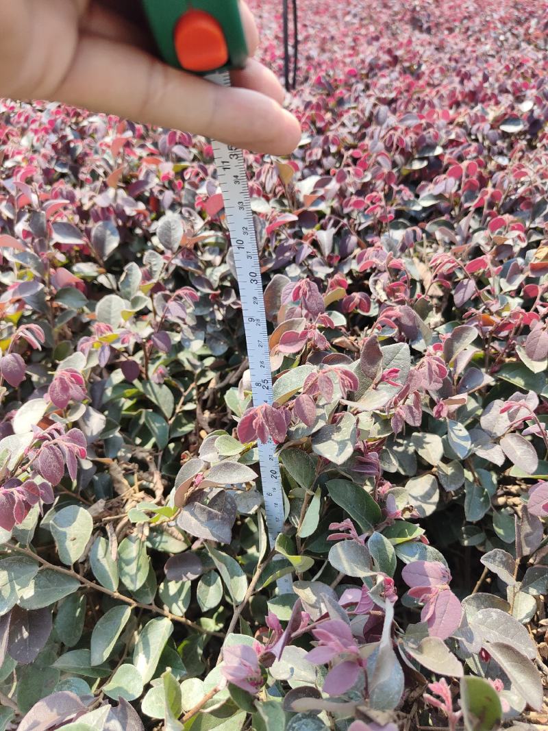 供应红花檵木小苗，高度25-30左右，量大可以优惠