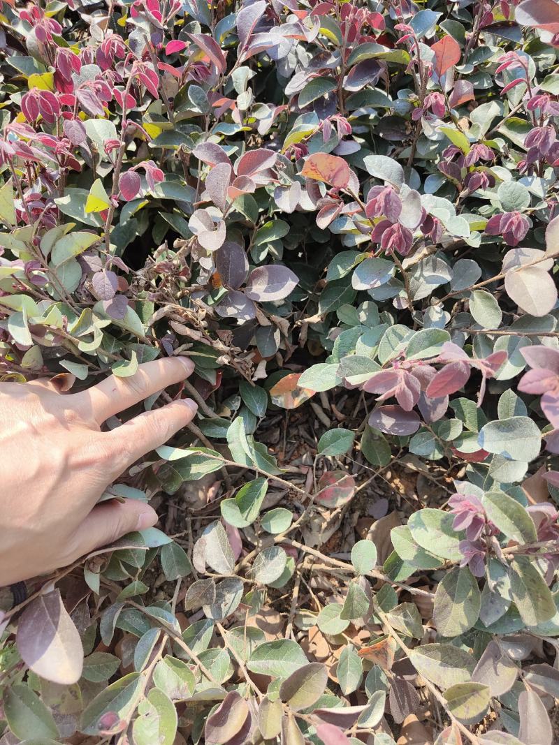 供应红花檵木小苗，高度25-30左右，量大可以优惠