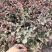 供应红花檵木小苗，高度25-30左右，量大可以优惠