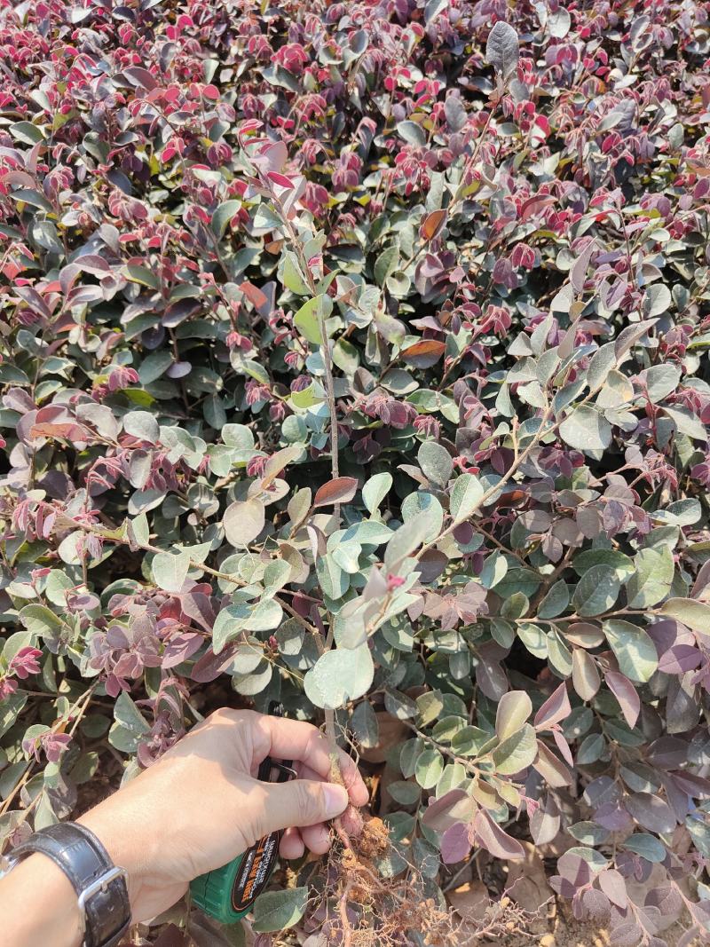 供应红花檵木小苗，高度25-30左右，量大可以优惠