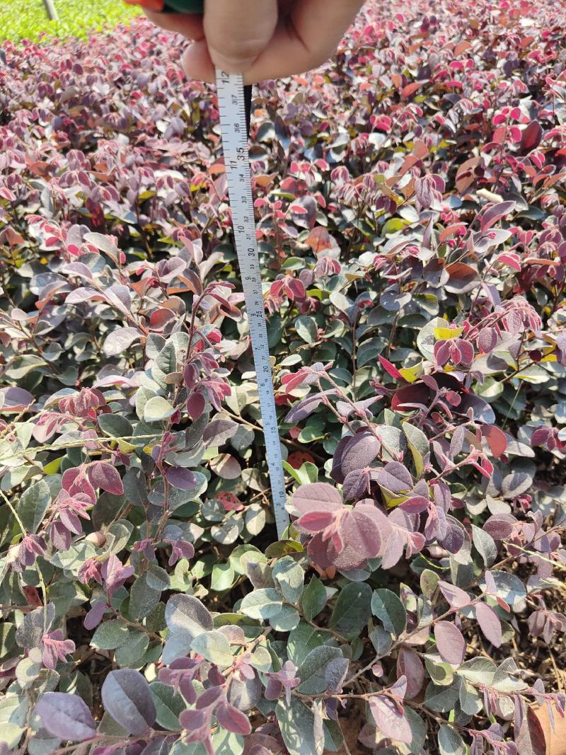 供应红花檵木小苗，高度25-30左右，量大可以优惠
