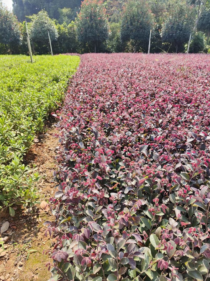 供应红花檵木小苗，高度25-30左右，量大可以优惠