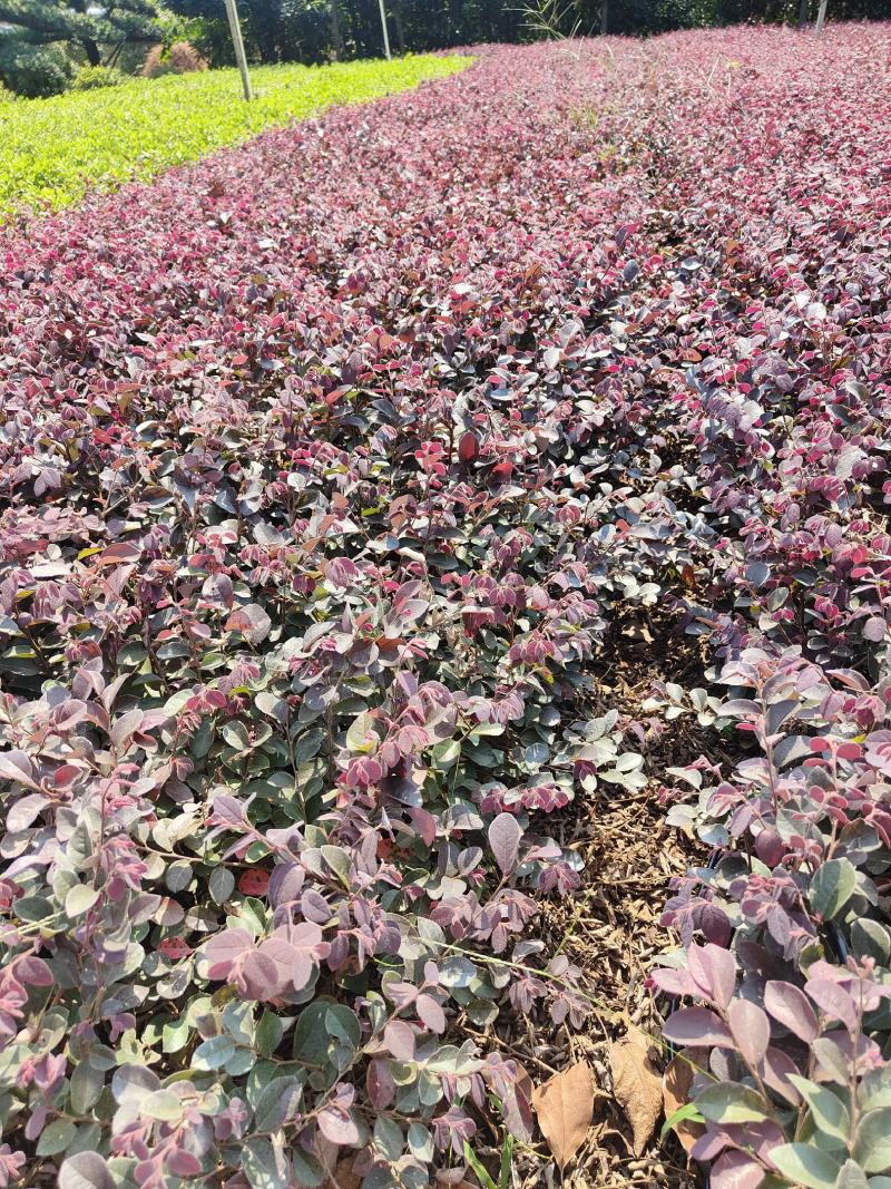 供应红花檵木小苗，高度25-30左右，量大可以优惠