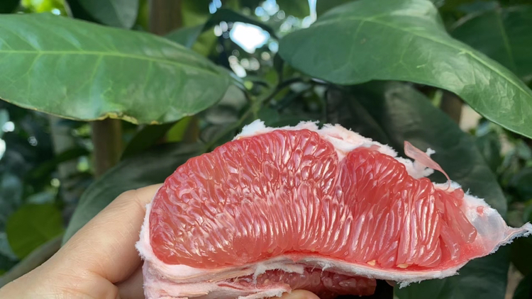 蜜柚果肉特写