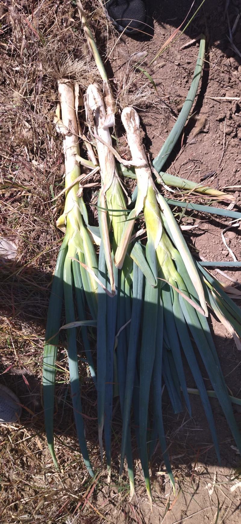 蔚县大葱自家种植的旱地大葱长白大葱