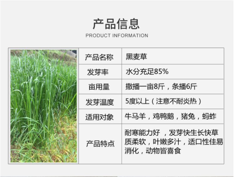 新西兰进口多年生黑麦草种子牧草绿化护坡均可播种芽率95%