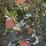 新疆阿克苏的红富士冰糖心。货源充足质量保证需要的联系