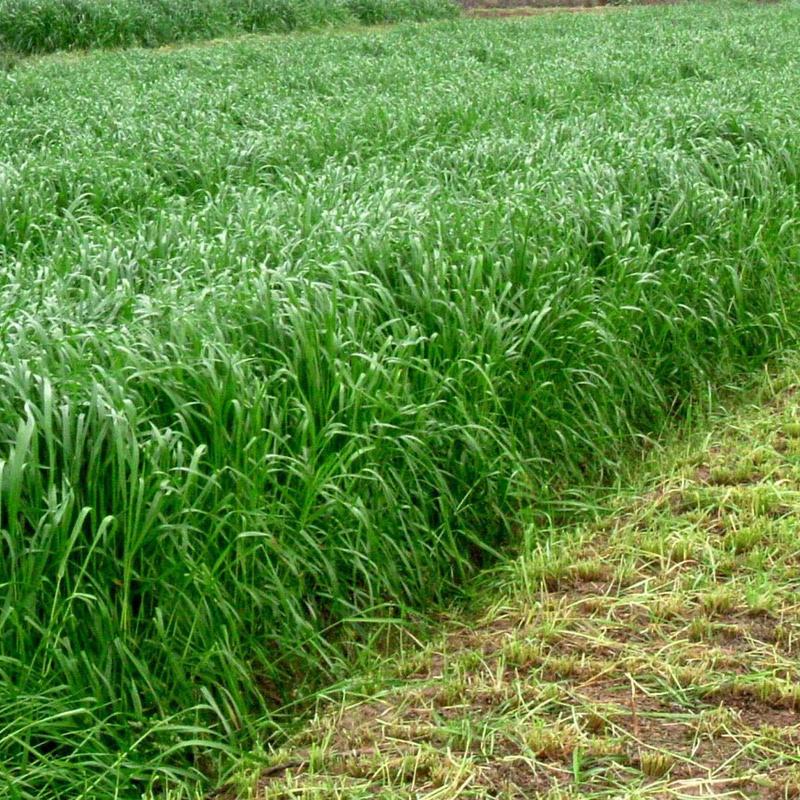 新西兰进口多年生黑麦草种子牧草绿化护坡均可播种芽率95%