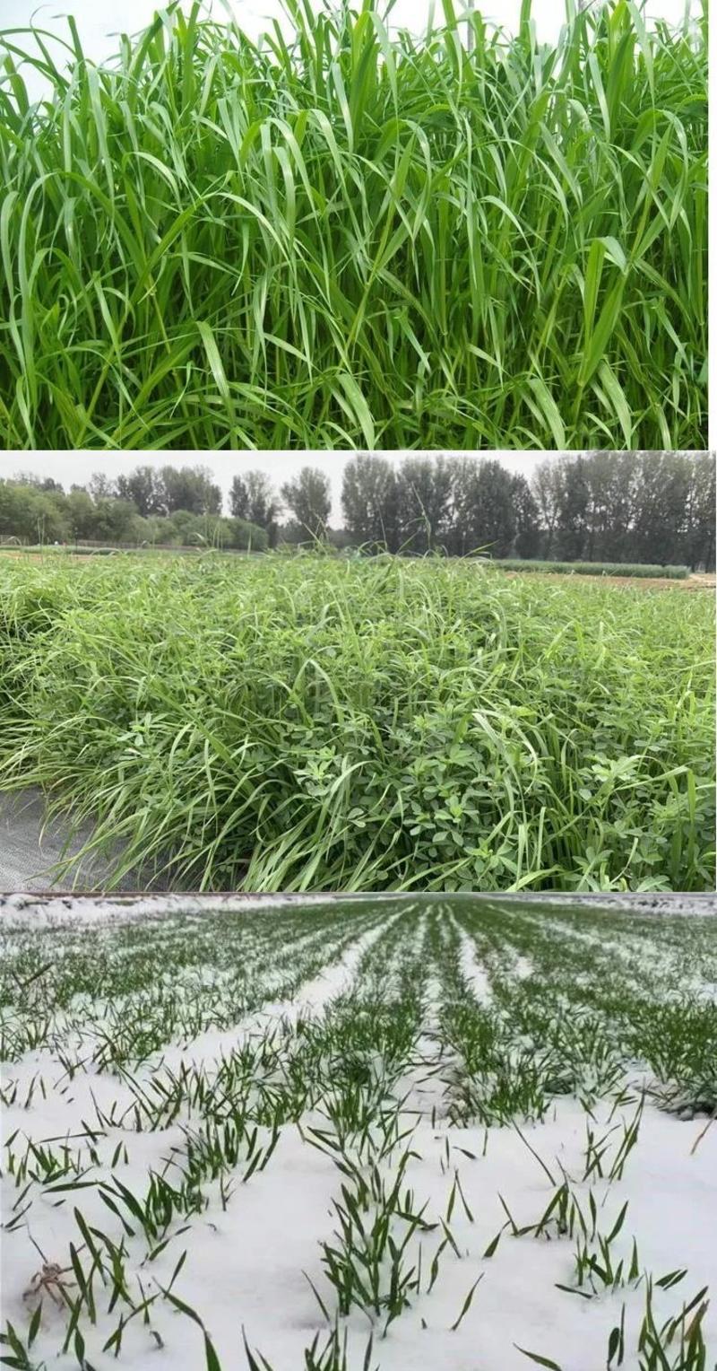 新西兰进口多年生黑麦草种子牧草绿化护坡均可播种芽率95%