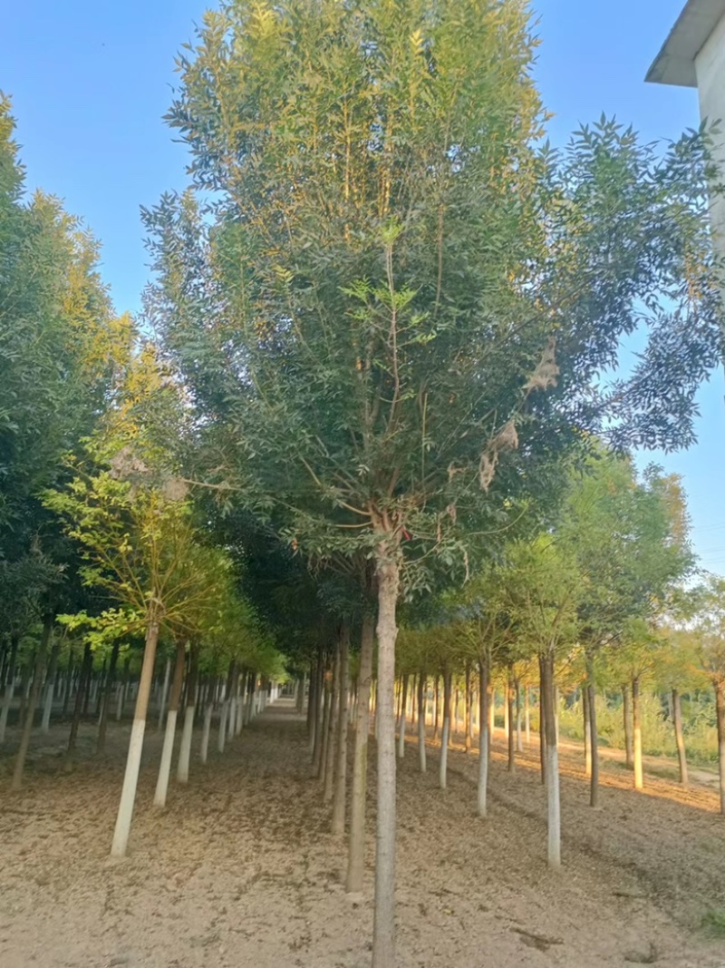 速生白腊白蜡树绿化工程苗木规格齐全