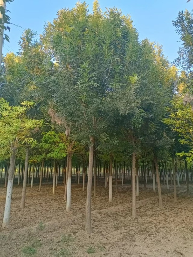 速生白腊白蜡树绿化工程苗木规格齐全