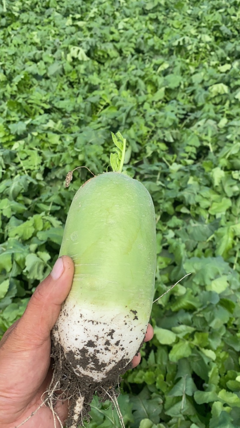 青萝卜陆续大量上市。