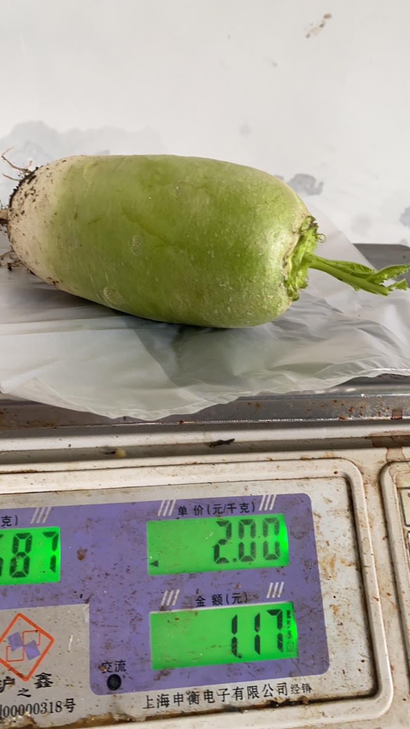 青萝卜陆续大量上市。