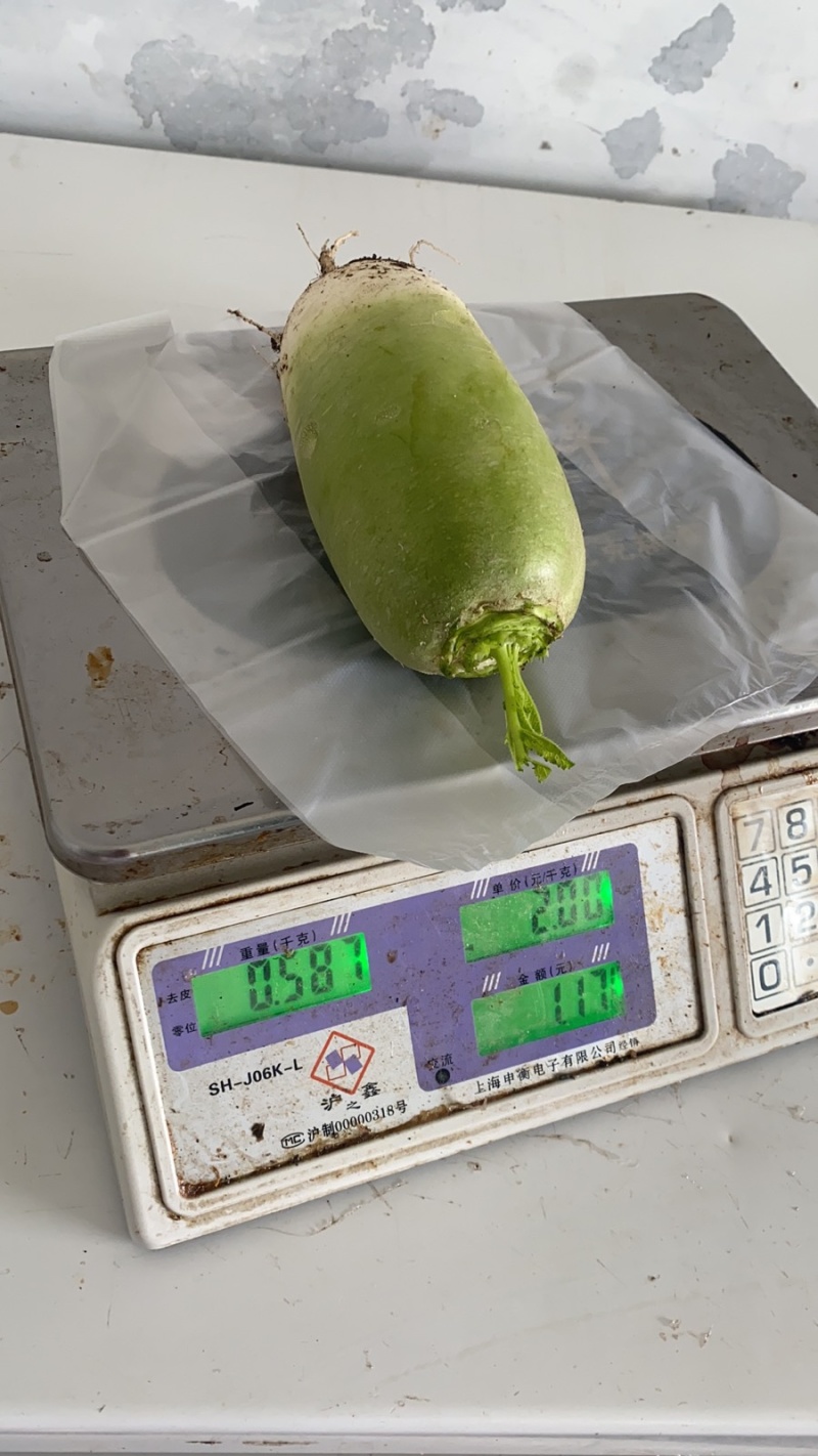 青萝卜陆续大量上市。