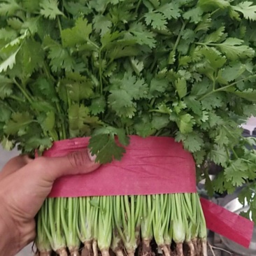 河北精品小现在大量上市中，量大，从优量有保障，欢迎咨询