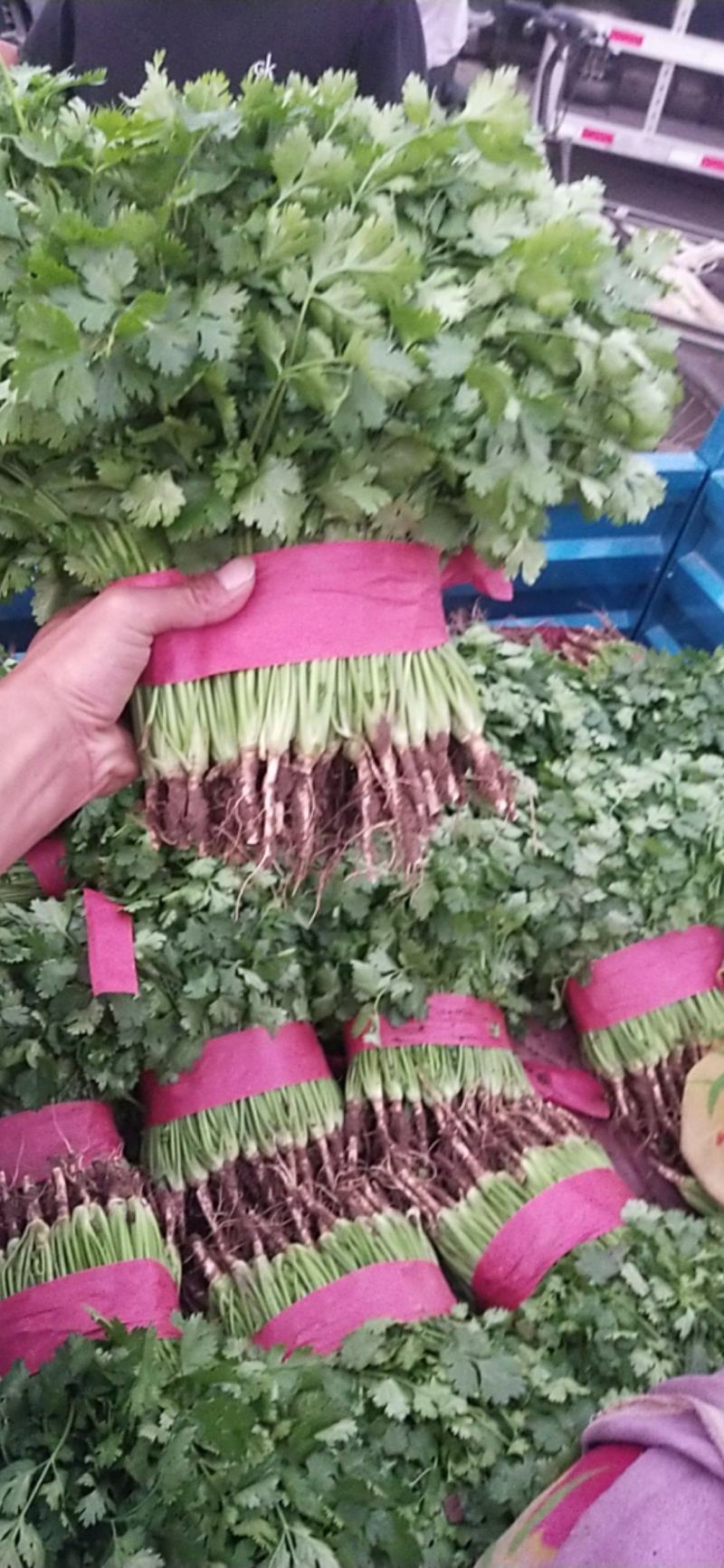 河北精品小现在大量上市中，量大，从优量有保障，欢迎咨询