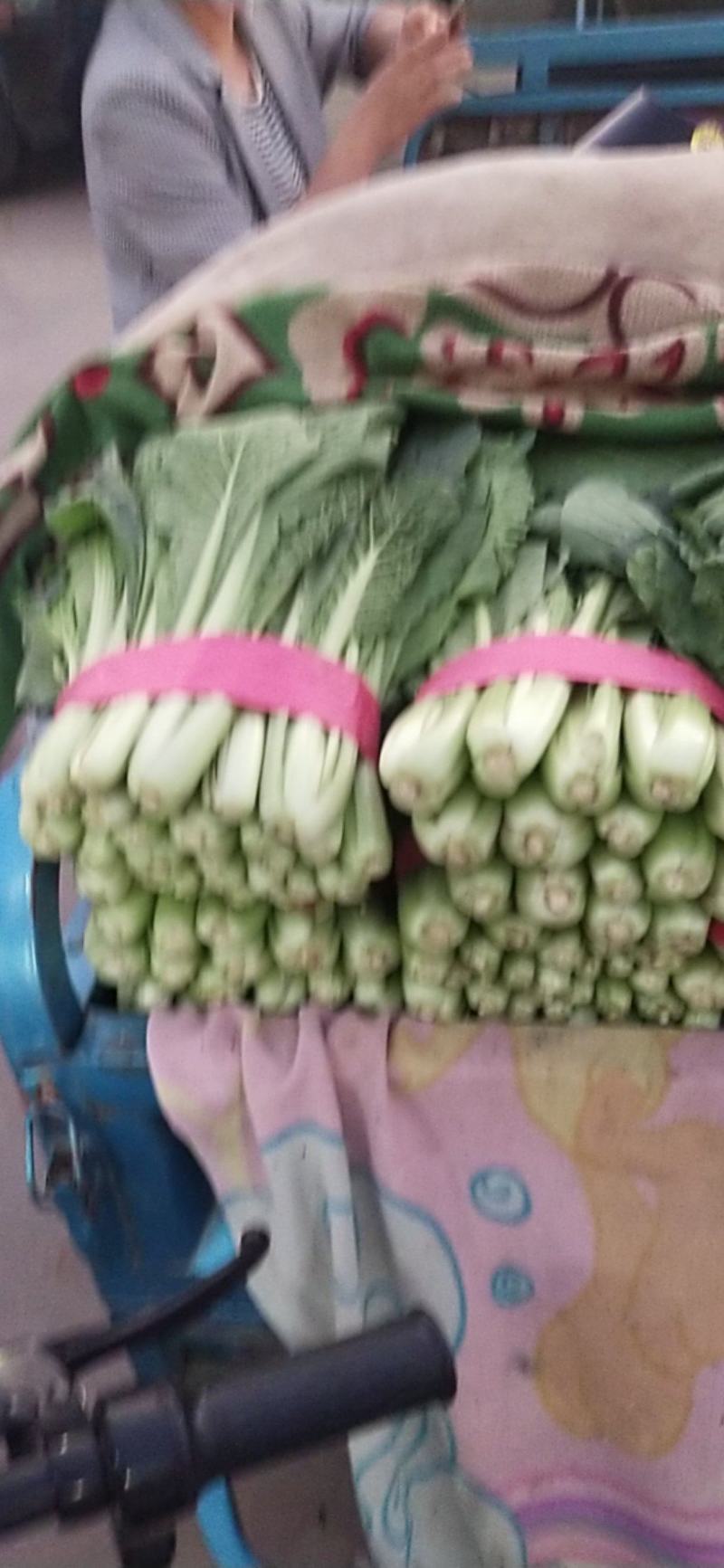 河北精品快菜小白菜，一手货源，货源充足，质量有保障，欢迎