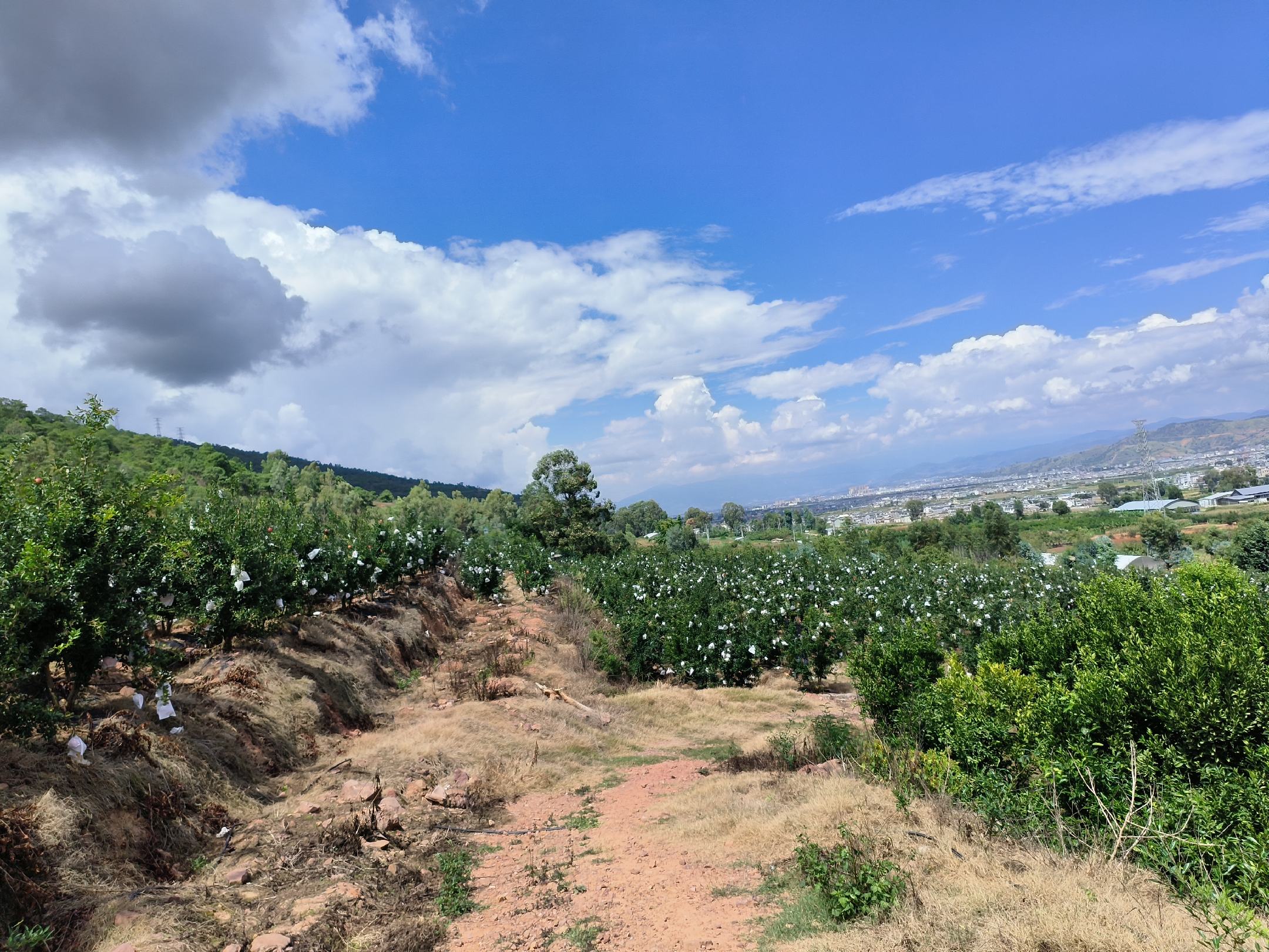 突斯尼软籽石榴采摘现场图