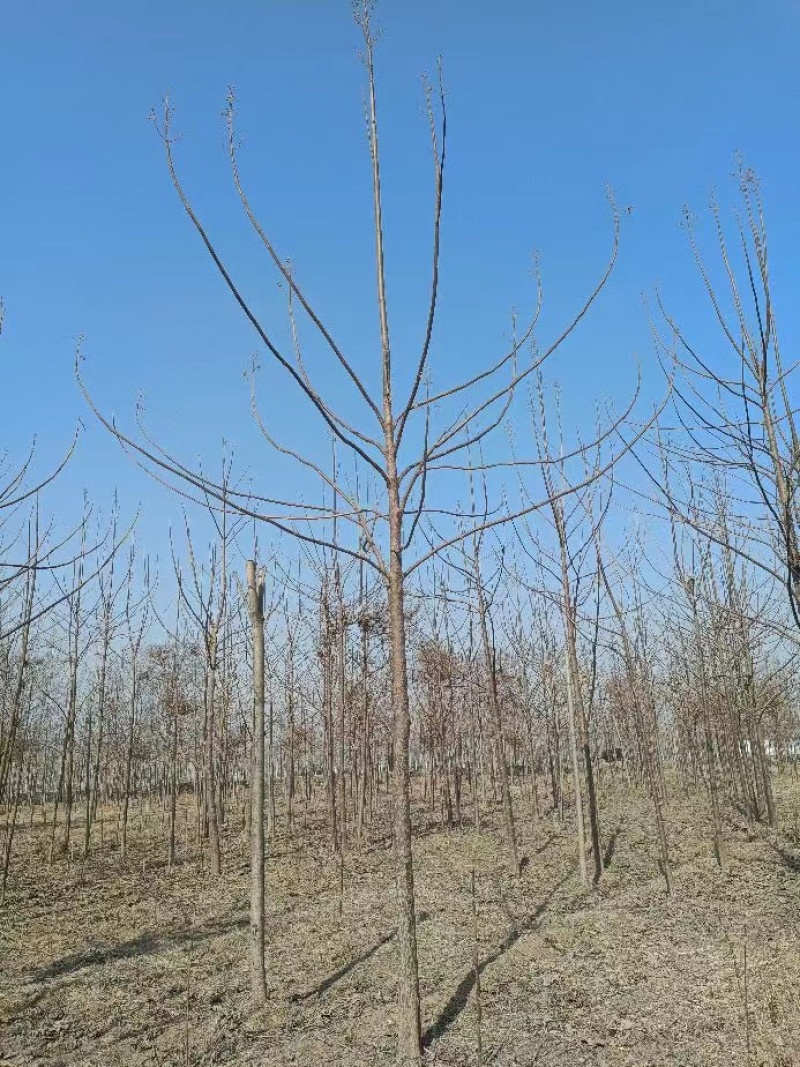 紫花泡桐泡桐树绿化苗质优价美规格齐全走货便利