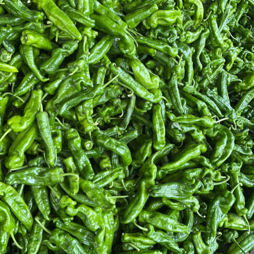大青椒每天大量供应