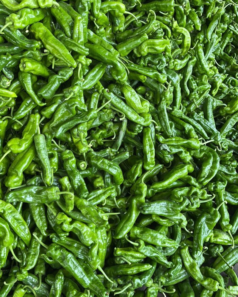 大青椒每天大量供应