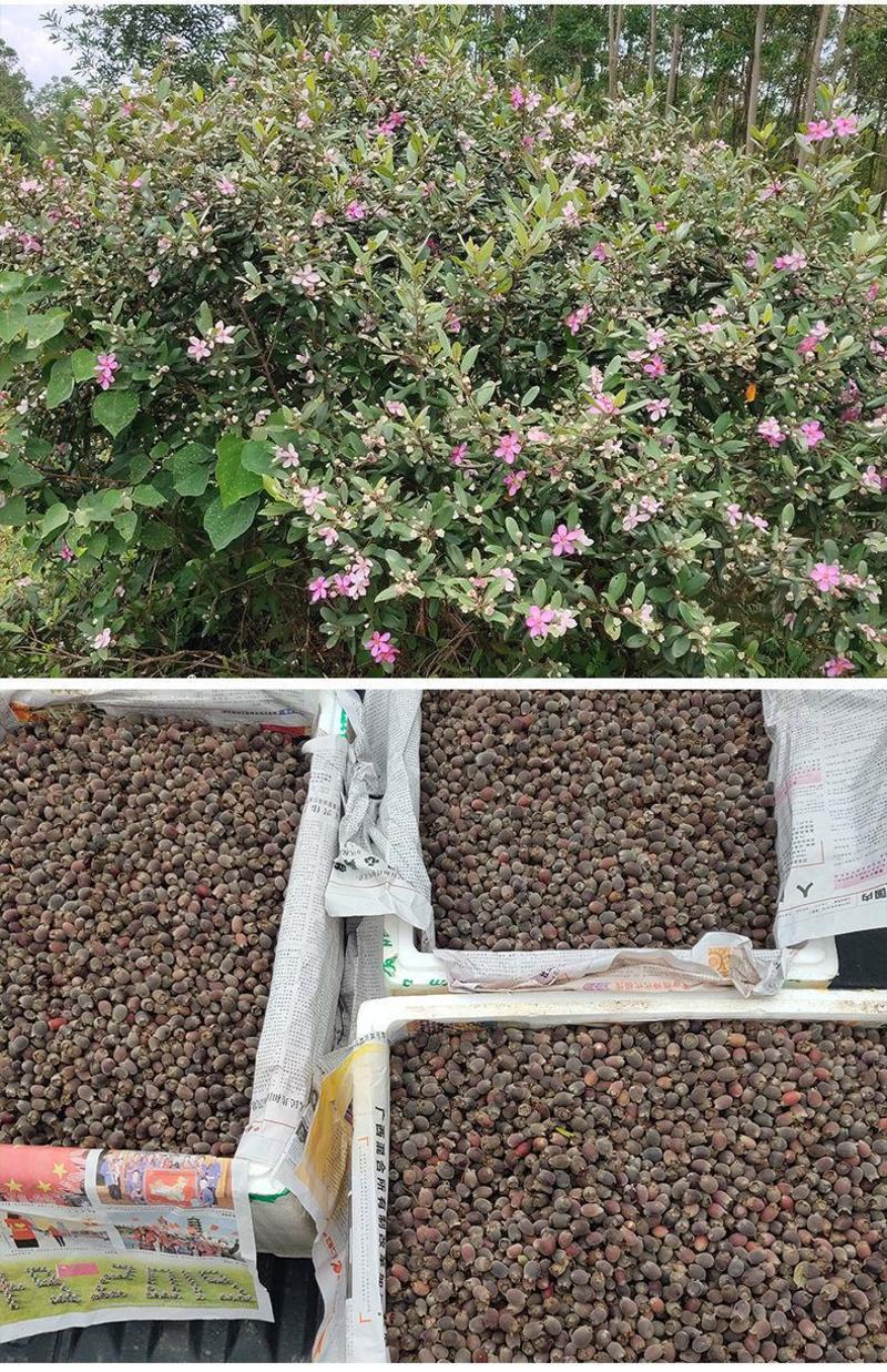 桃金娘树苗野生山捻子树种植经济药材水果苗效益好